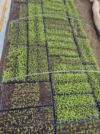 병풍취산채농원님의 고추 · 영농일지 작성글 사진