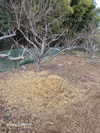 덕포킴님의 감 · 영농일지 작성글 사진