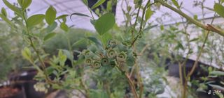 류근택님의 블루베리 · 영농일지 작성글 사진