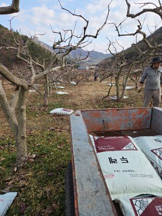 농촌사랑님의 감 · 영농일지 작성글 사진