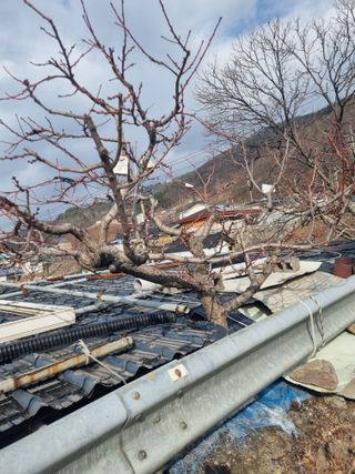 김용대님의 기타작물 · 영농일지 작성글 사진