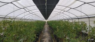 류근택님의 블루베리 · 영농일지 작성글 사진