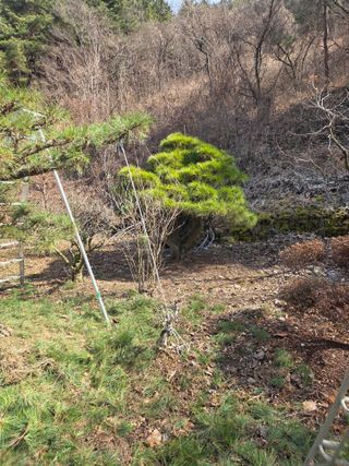 농촌사랑님의 감 · 영농일지 작성글 사진