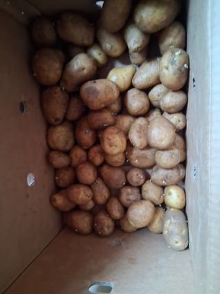 최한기님의 감자 · 영농일지 작성글 사진