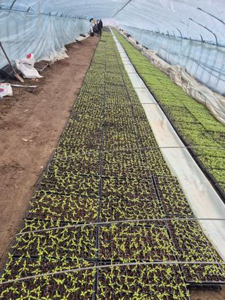 병풍취산채농원님의 고추 · 영농일지 작성글 사진