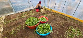 달맛햇복숭아농원님의 파 · 영농일지 작성글 사진