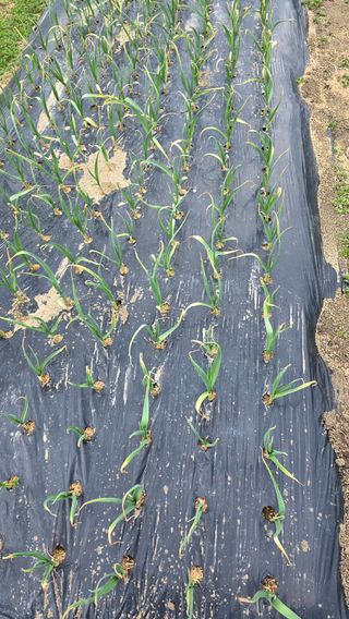 가야산아래촌농님의 기타작물 · 영농일지 작성글 사진