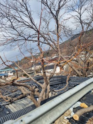 김용대님의 기타작물 · 영농일지 작성글 사진