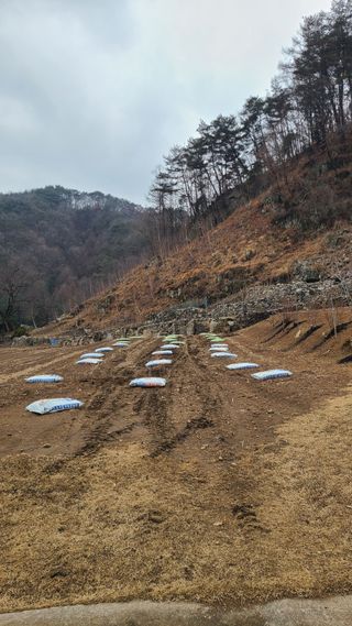고춘석(고랑과이랑)님의 고추 · 영농일지 작성글 사진