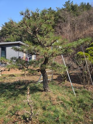 농촌사랑님의 감 · 영농일지 작성글 사진