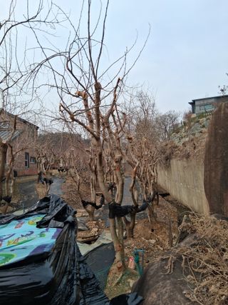 딸기17376님의 기타작물 · 영농일지 작성글 사진