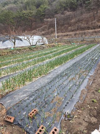 동길니우스님의 마늘 · 영농일지 작성글 사진