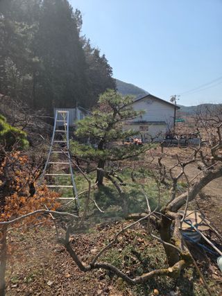 농촌사랑님의 감 · 영농일지 작성글 사진