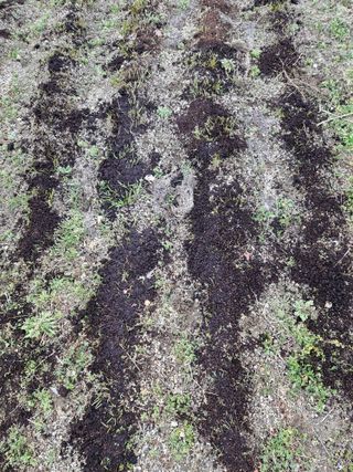 매실향기차향기님의 상추 · 영농일지 작성글 사진