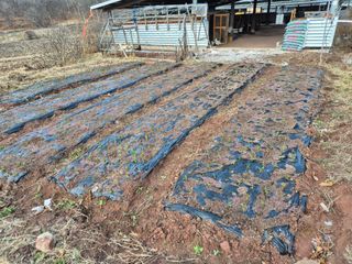 하야비치님의 마늘 · 영농일지 작성글 사진