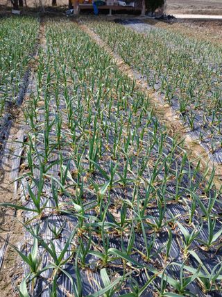 최남옥님의 마늘 · 영농일지 작성글 사진