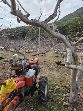 농촌사랑님의 감 · 영농일지 작성글 사진