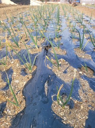 알렉산더님의 양파 · 영농일지 작성글 사진