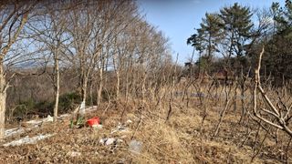 수기님의 두릅 · 영농일지 작성글 사진