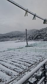 팜모닝 마늘·영농일지 게시글 이미지