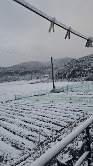 bpjh9173님의 마늘 · 영농일지 작성글 사진