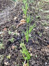 매실향기차향기님의 작성글 사진