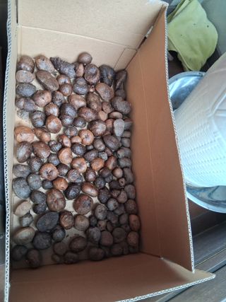 최한기님의 감자 · 영농일지 작성글 사진