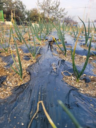 알렉산더님의 양파 · 영농일지 작성글 사진