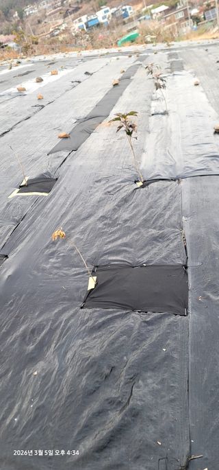 박종화님의 기타작물 · 영농일지 작성글 사진