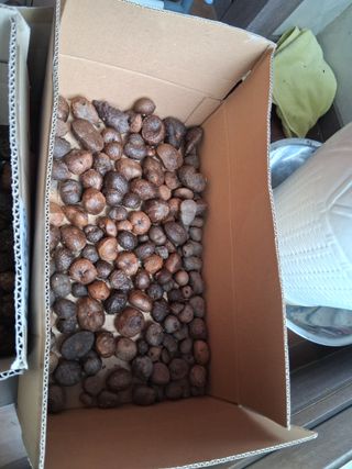 최한기님의 감자 · 영농일지 작성글 사진