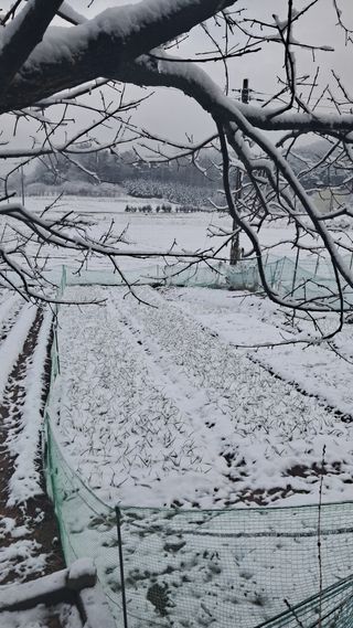 bpjh9173님의 마늘 · 영농일지 작성글 사진