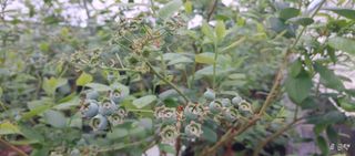 류근택님의 블루베리 · 영농일지 작성글 사진