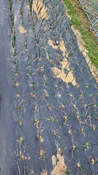 가야산아래촌농님의 기타작물 · 영농일지 작성글 사진