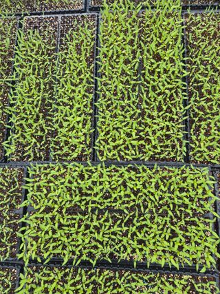 병풍취산채농원님의 고추 · 영농일지 작성글 사진