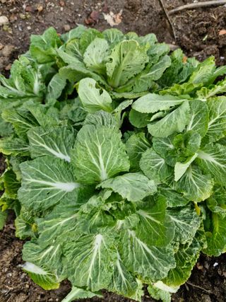 매실향기차향기님의 상추 · 영농일지 작성글 사진