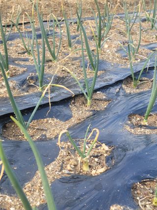 알렉산더님의 양파 · 영농일지 작성글 사진