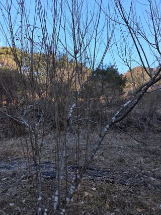 블루베리8034님의 기타작물 · 영농일지 작성글 사진