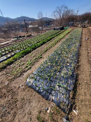 늘찬님의 기타작물 · 영농일지 작성글 사진