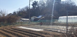 Kns4324님의 마늘 · 영농일지 작성글 사진