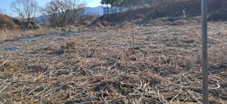 김제선:양평읍회현리님의 감자 · 영농일지 작성글 사진