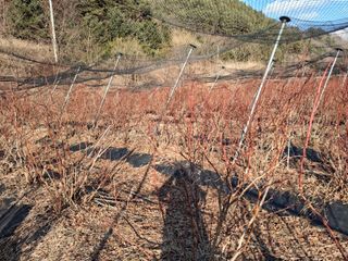 황인근님의 블루베리 · 영농일지 작성글 사진