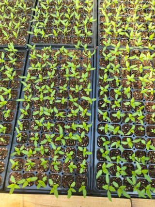 이상욱님의 고추 · 영농일지 작성글 사진