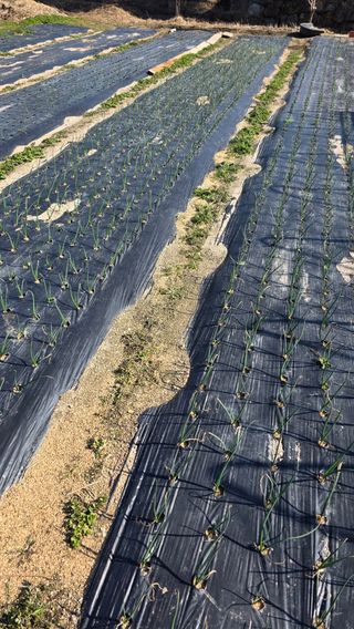 가야산아래촌농님의 기타작물 · 영농일지 작성글 사진