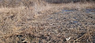 김제선:양평읍회현리님의 감자 · 영농일지 작성글 사진