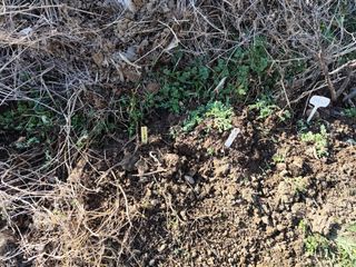 조영기님의 기타작물 · 영농일지 작성글 사진