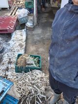 팜모닝 포도·영농일지 게시글 이미지