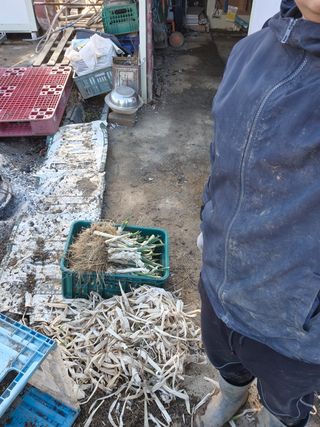 고구마23041님의 포도 · 영농일지 작성글 사진