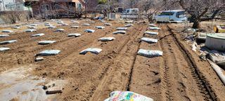 땅땅님의 감자 · 영농일지 작성글 사진