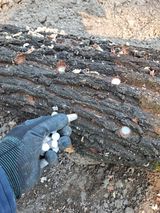 팜모닝 마늘·영농일지 게시글 이미지