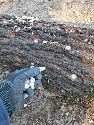 이한재님의 마늘 · 영농일지 작성글 사진